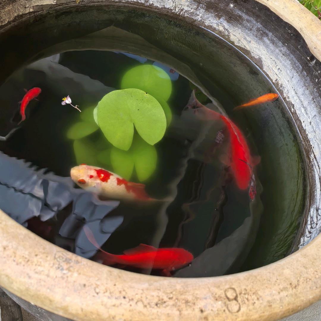 全呼村纸行A《岳》
