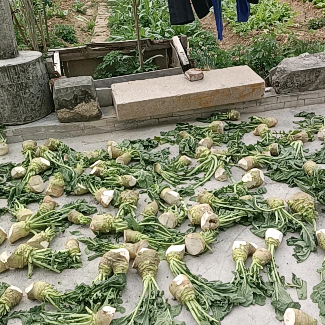 十一梅