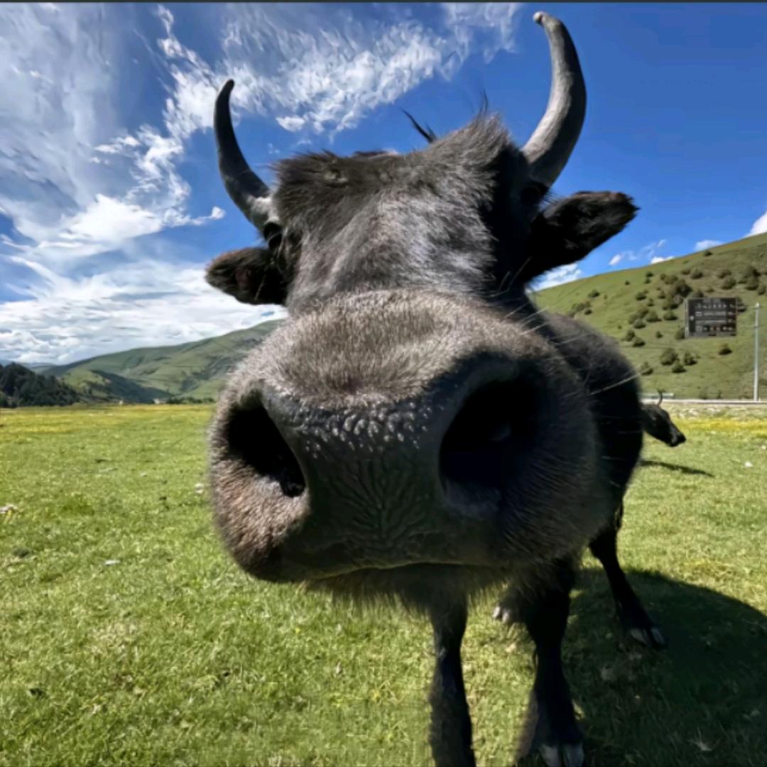 没有天赋的文弱书生