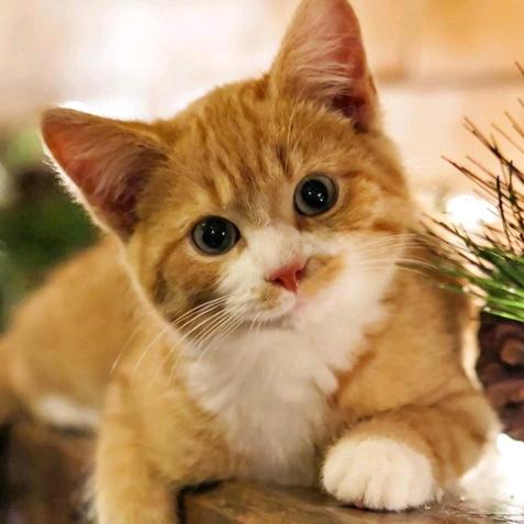 斯帝罗兰|浪琴家居