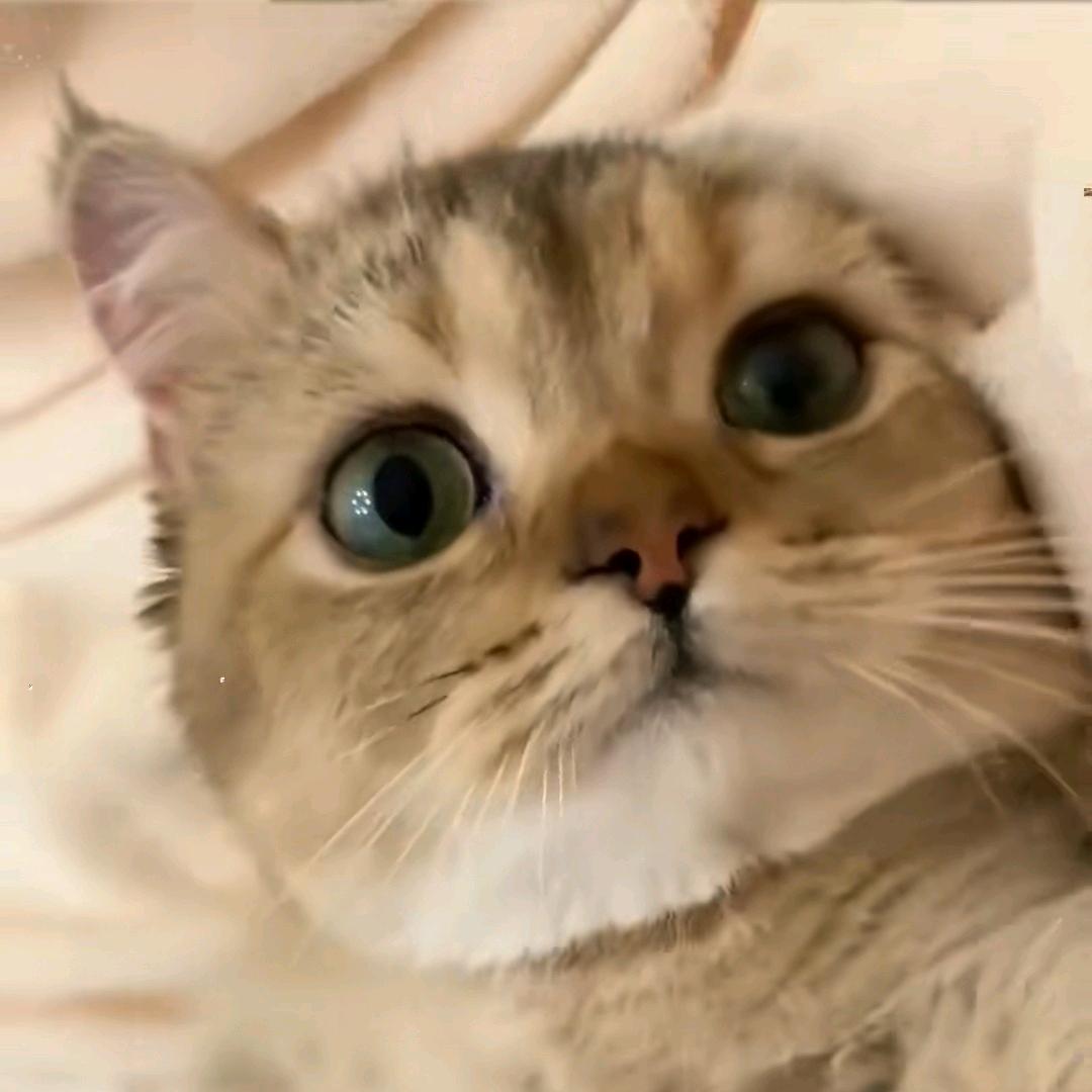 奋力拼博