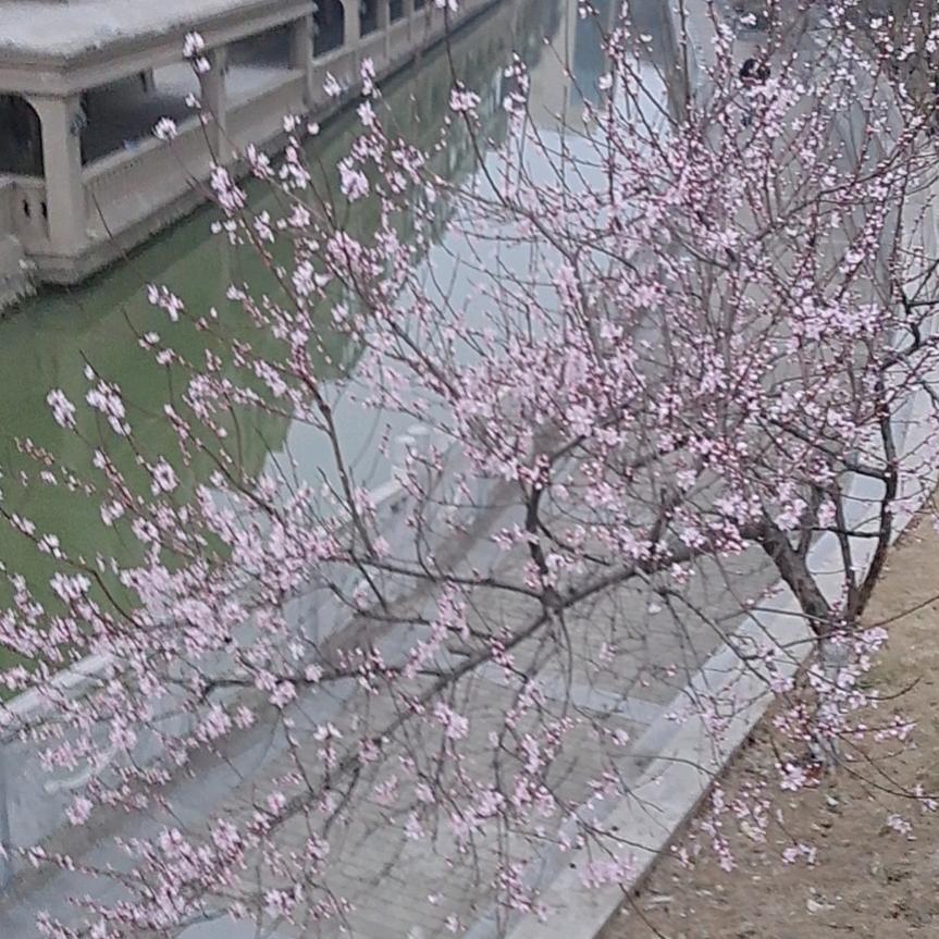 随风吹