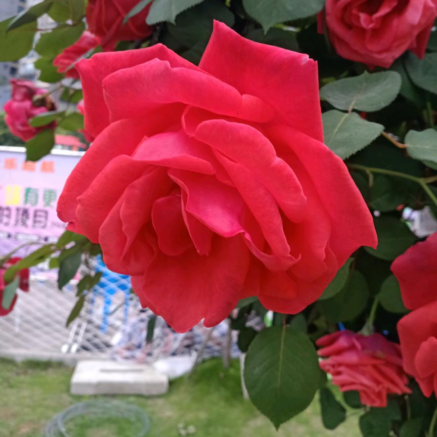 兵哥唢呐