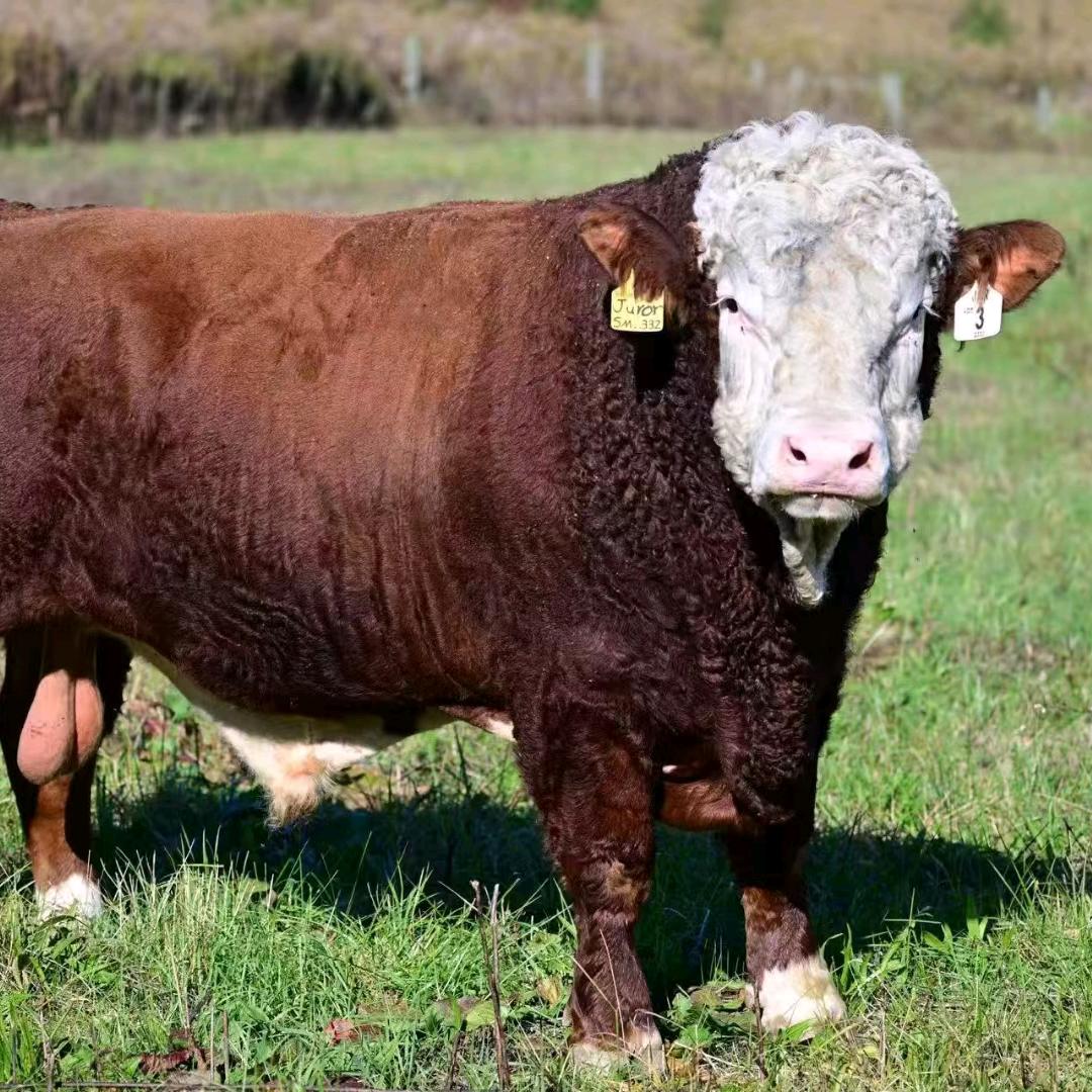 泗县黎明养牛场