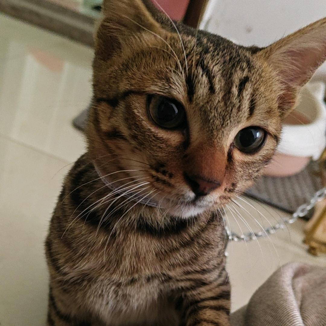 狸花猫的狸