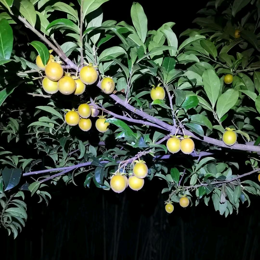 养花养草养蜜蜂