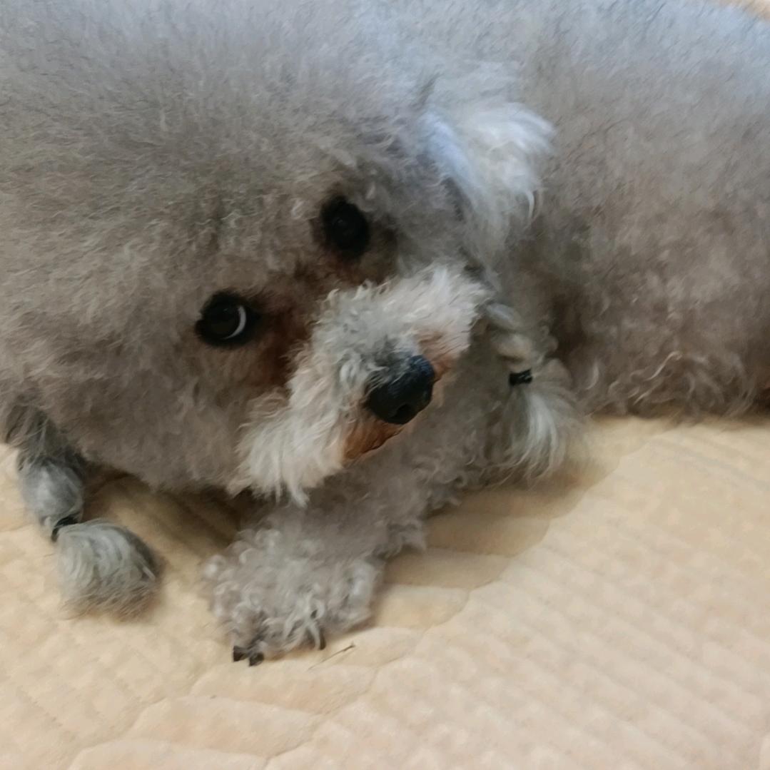 仙人球