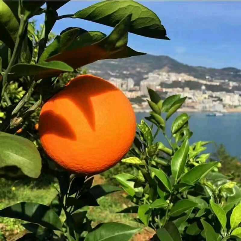 朝芳