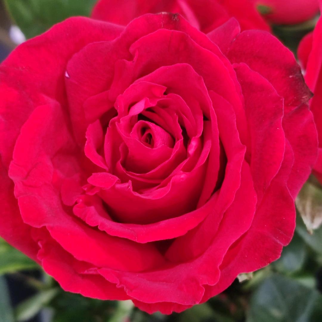 💞木💖