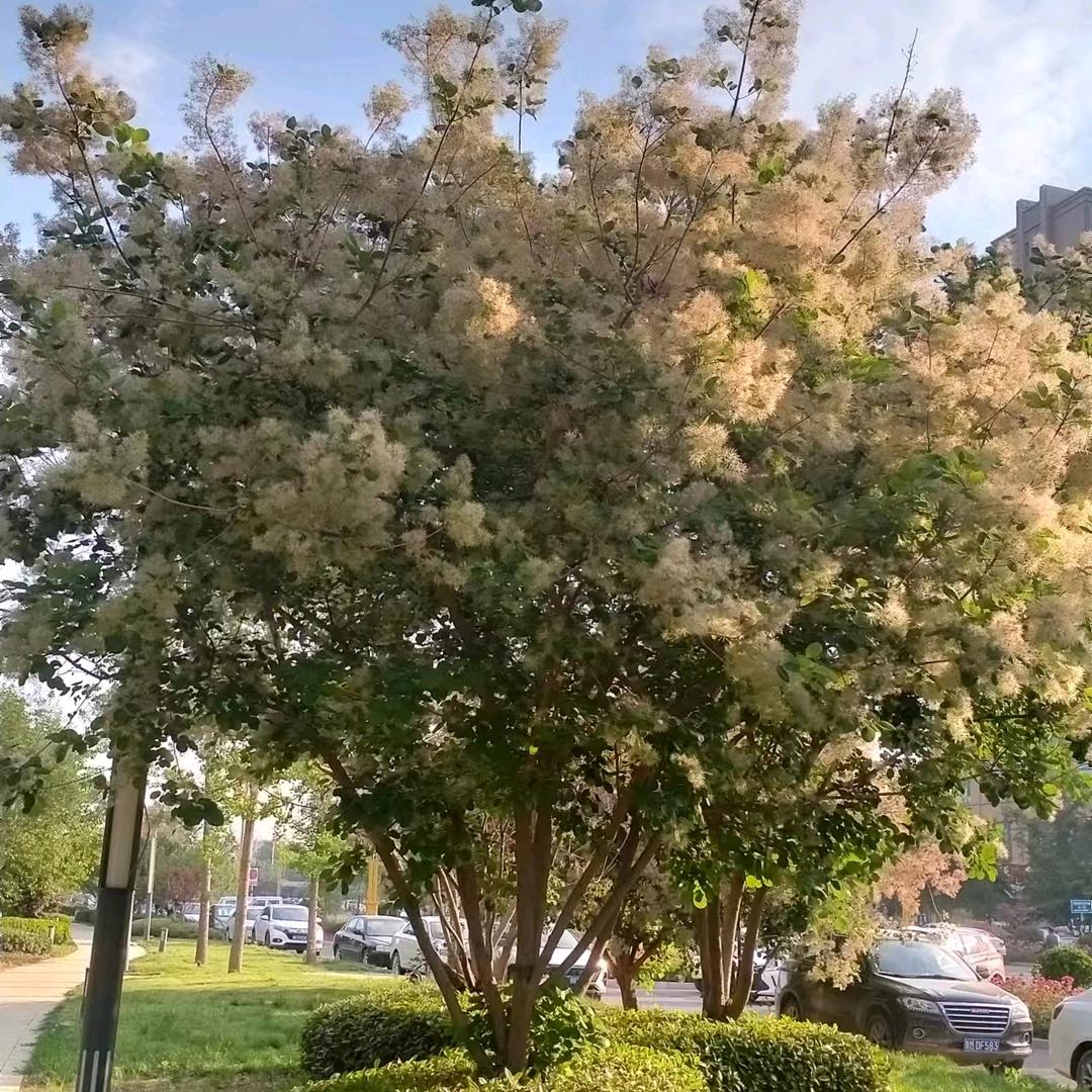 金苹果