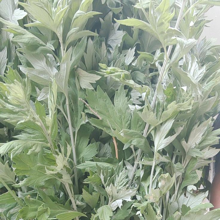 坊子艾制品生产厂家