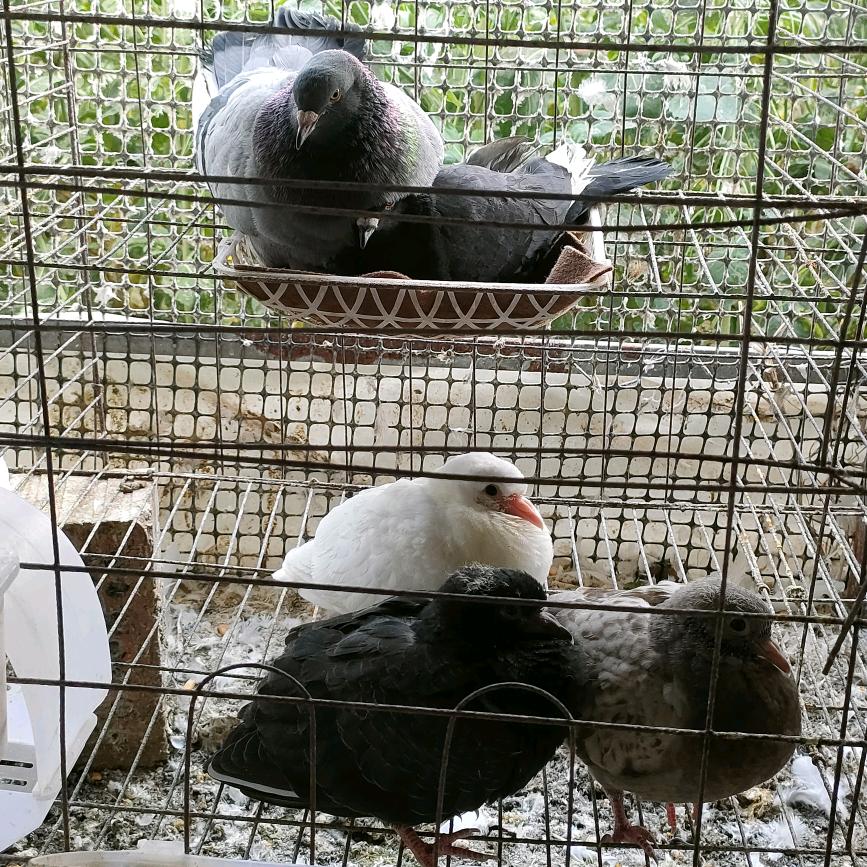 康源鸽业