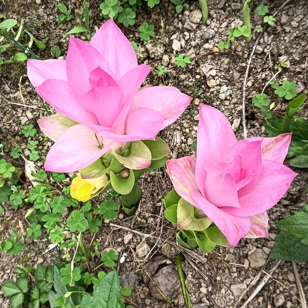 红玫瑰花开