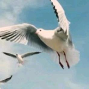 柒沐