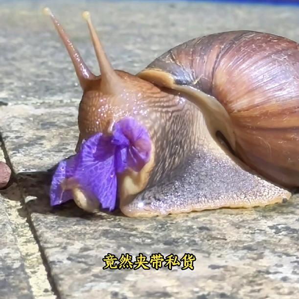 奔跑的蜗牛