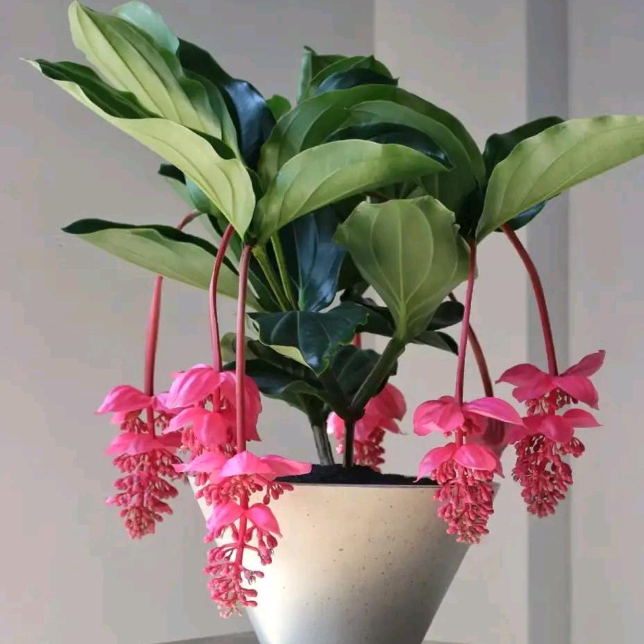 吉祥小东花卉种植基地
