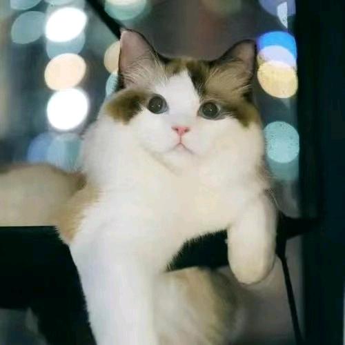 ── 展开99条回复 ⌵