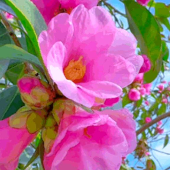 花开富贵🌹