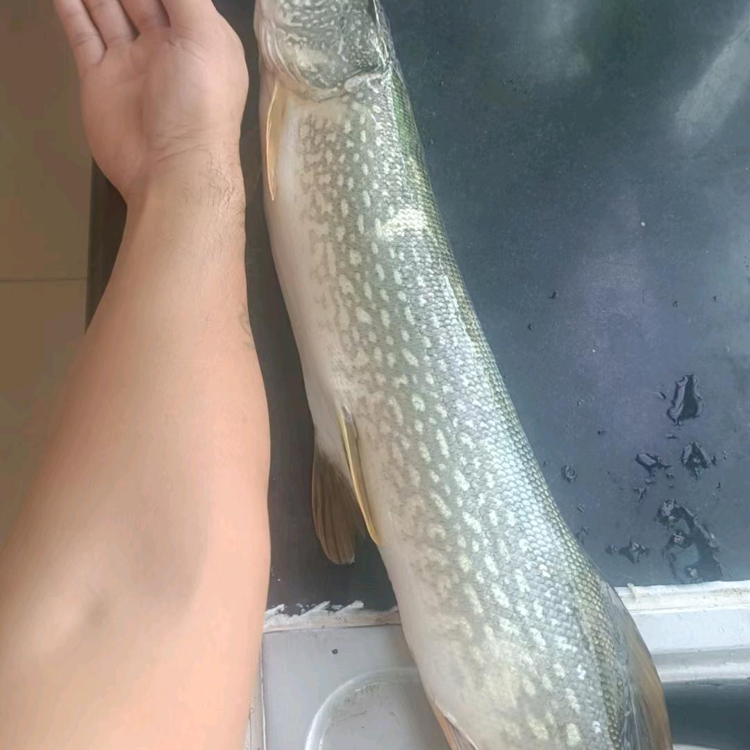 AA人总要靠自己