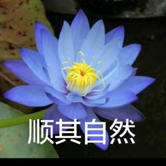 老胡