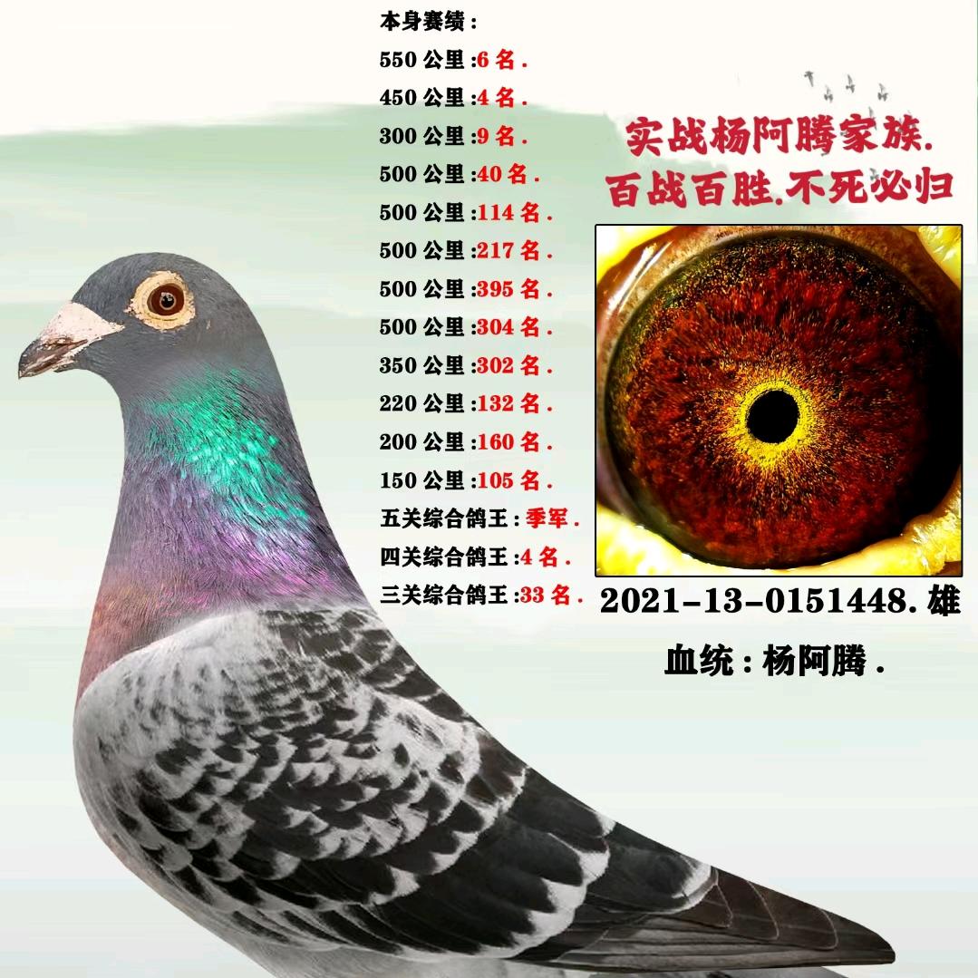 ！信鸽联盟！
