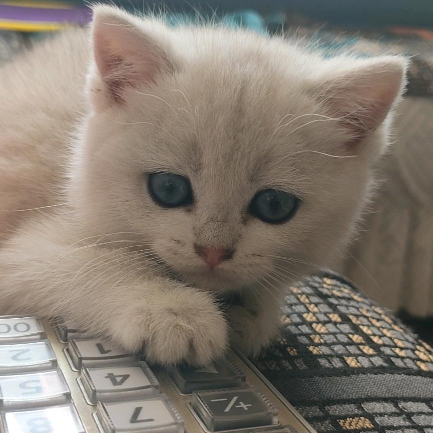 🐾兔小喵