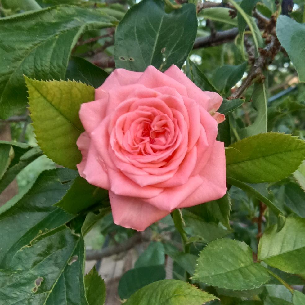 @💕ꔷ꯭宋丫丫(◕ᴗ◕✿)