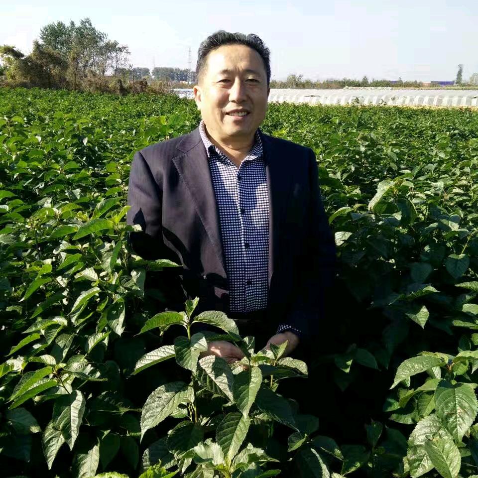 金牌大樱桃苗木烟台“泽田”品牌