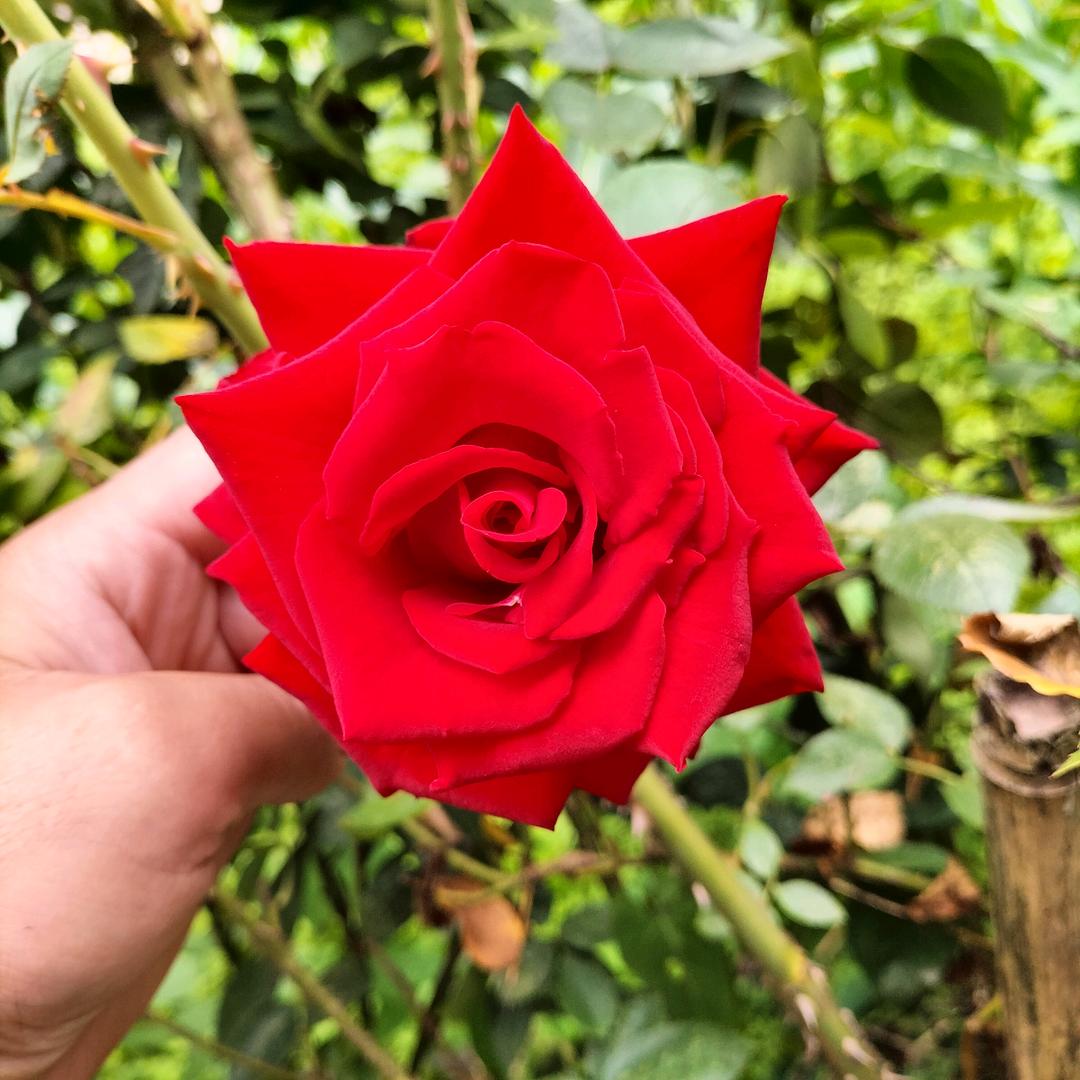 轩轩妈🎤（首播）