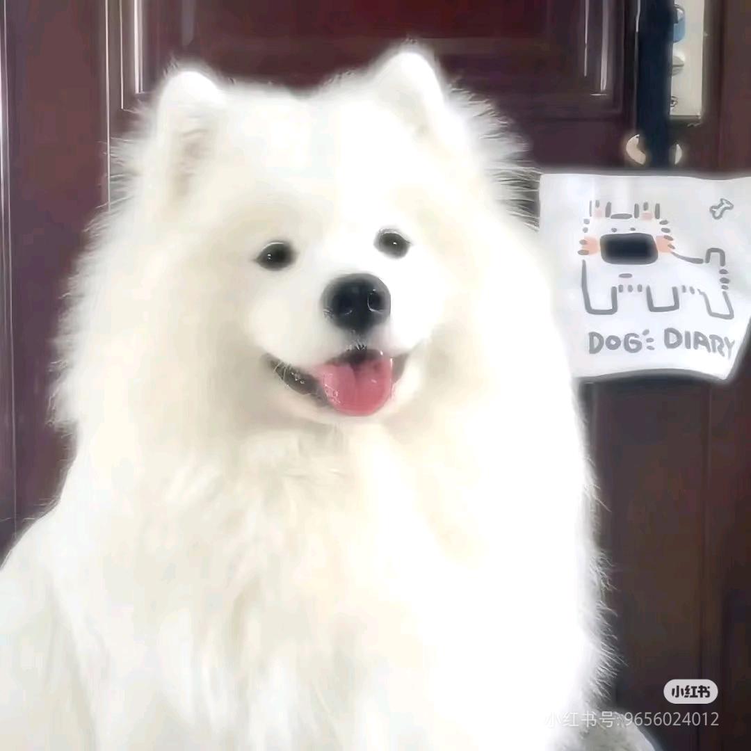 炸炸鱼*^O^*