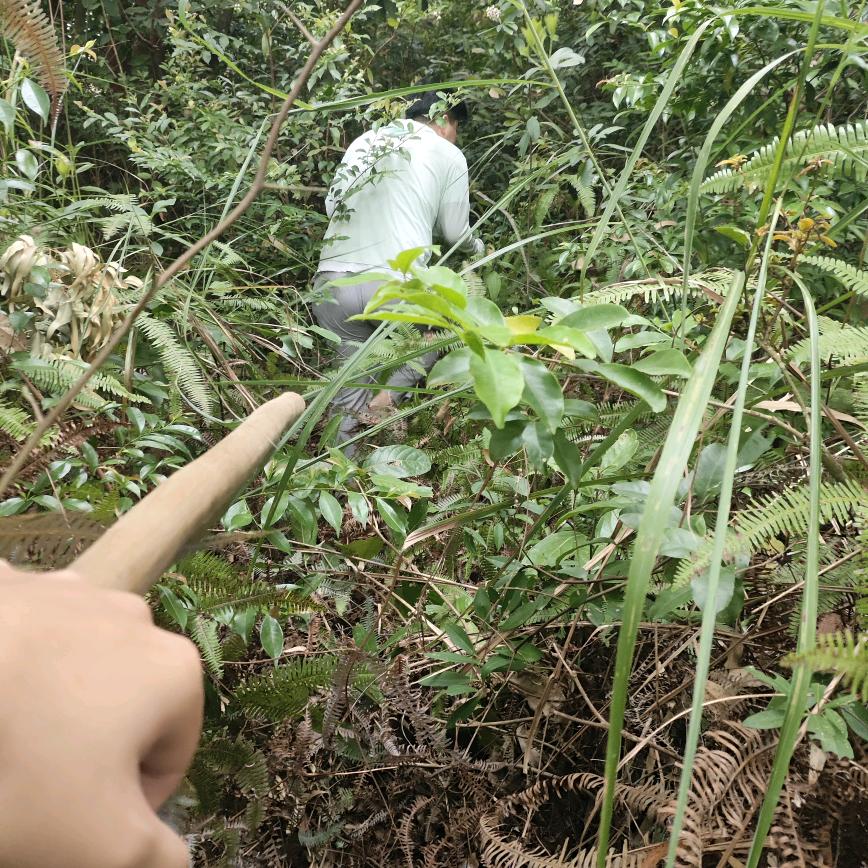 🌿