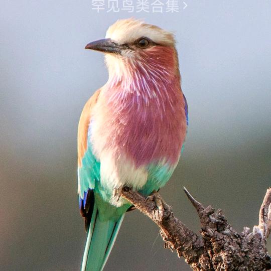 杨哥