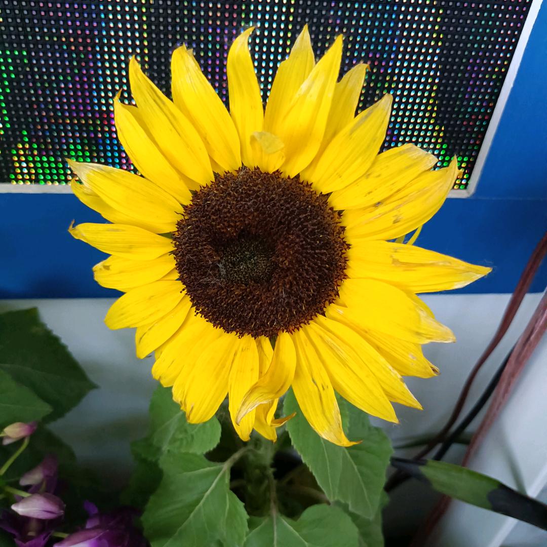花只开一次
