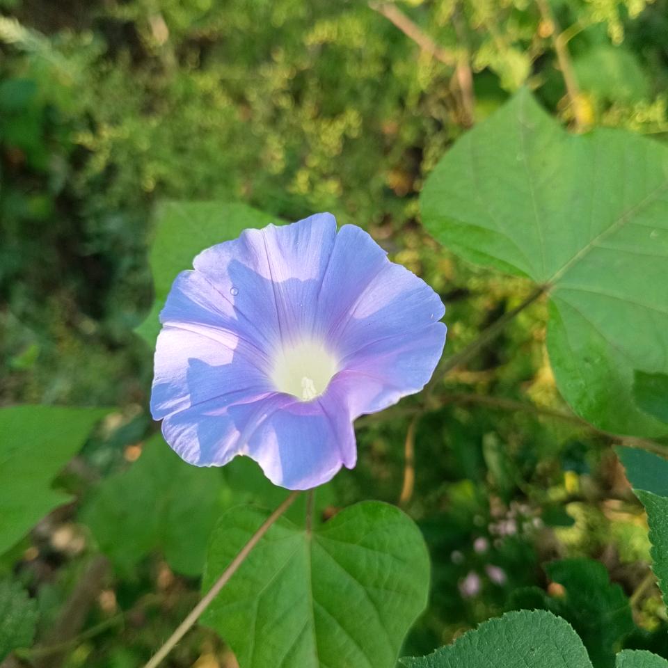 京达巷小会粮油店