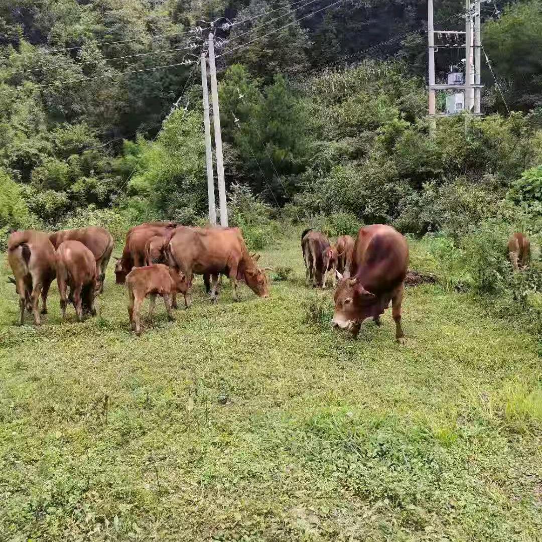 兄弟甄选高山土黄牛