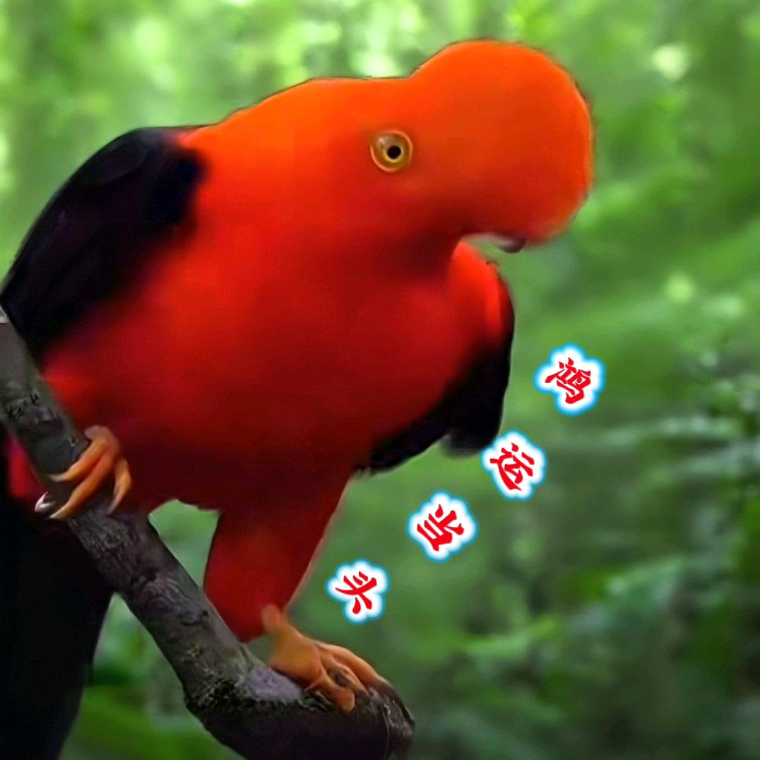 鸟的世界（拒连赞）