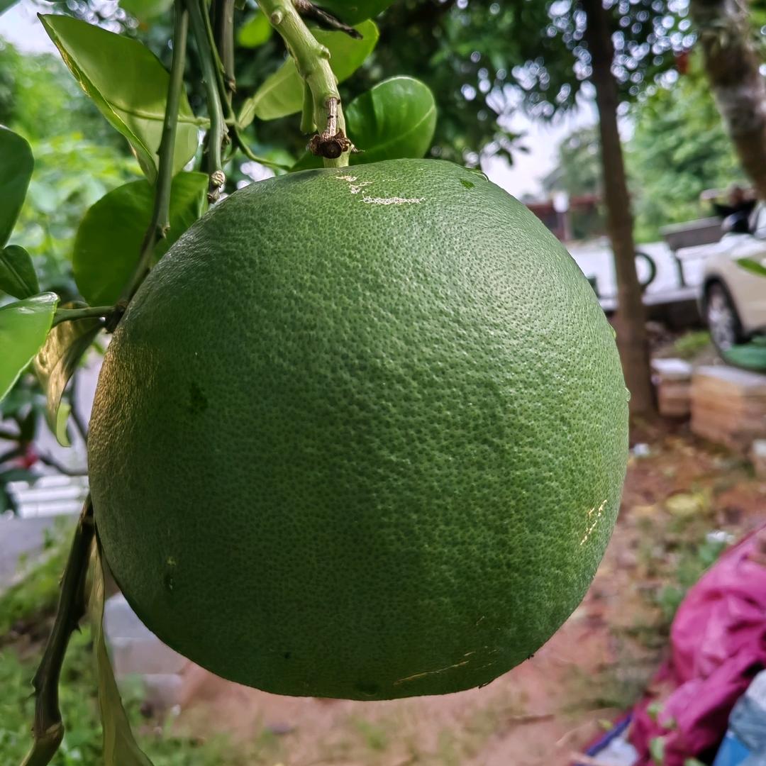 水果之恋