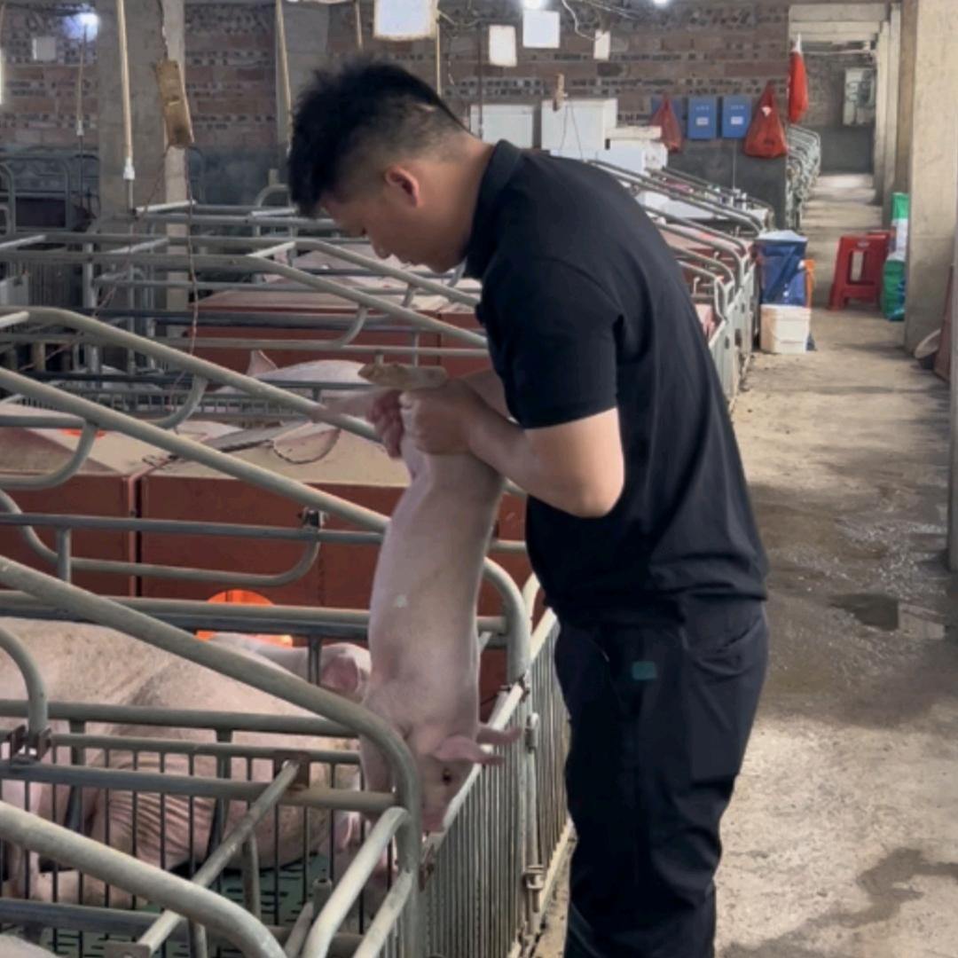 养猪的人