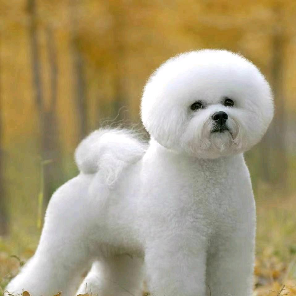 宜昌仁义犬业