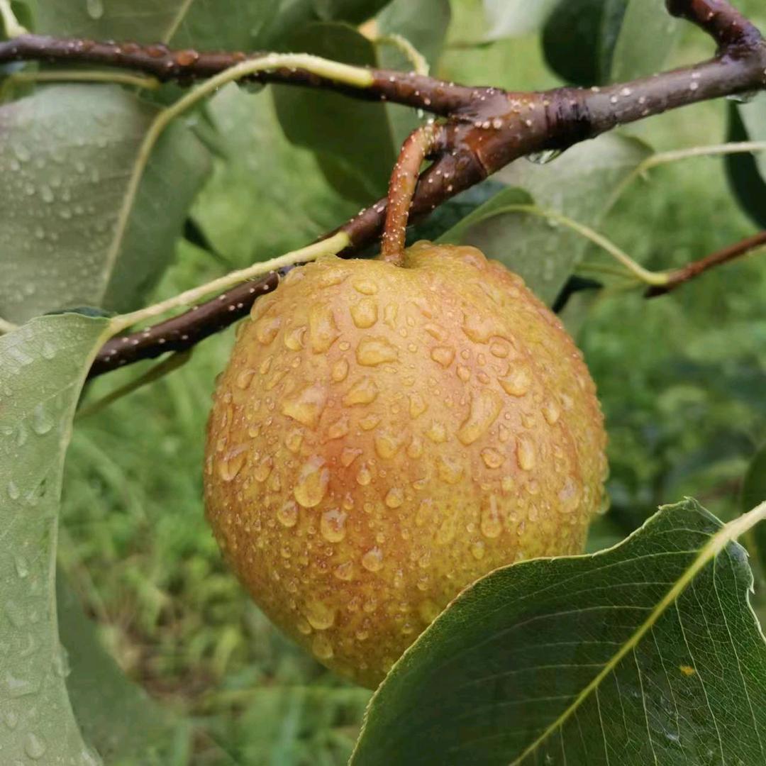 高山金梨