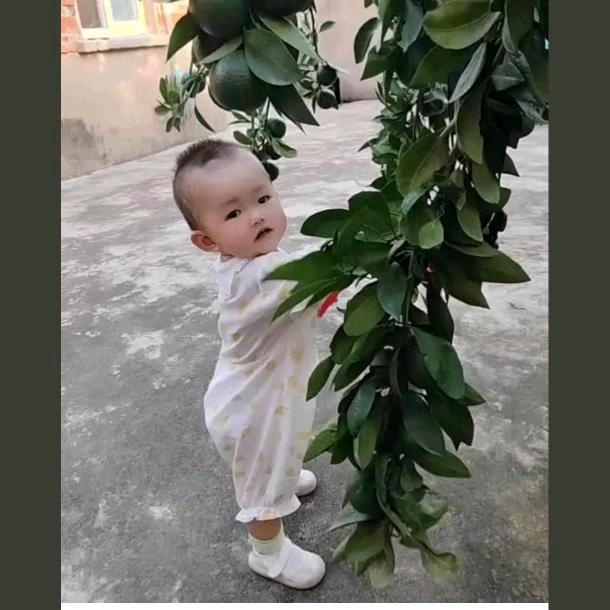 诺诺