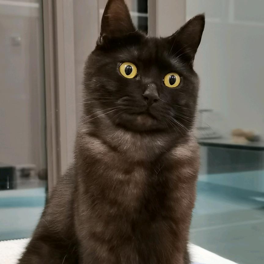 江湖混子养了4只猫🐈(见过孙燕姿版）