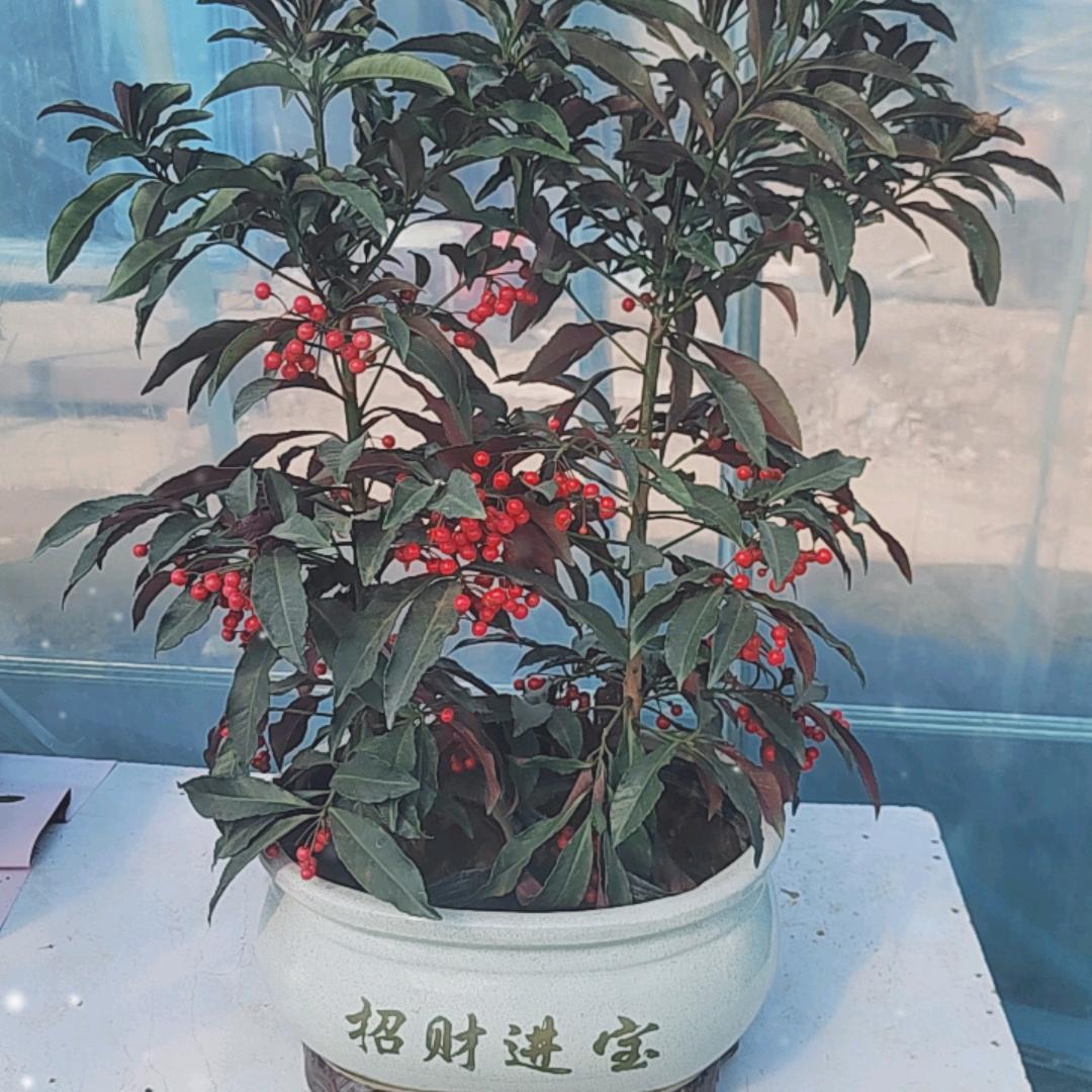 花卉，花盆