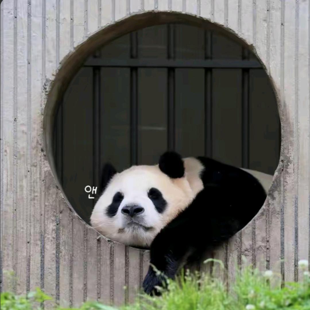 可乐里有可可