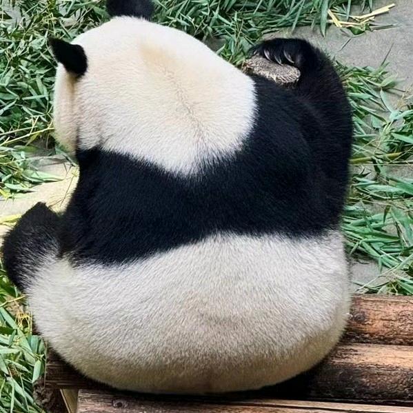 白天不懂夜的黑