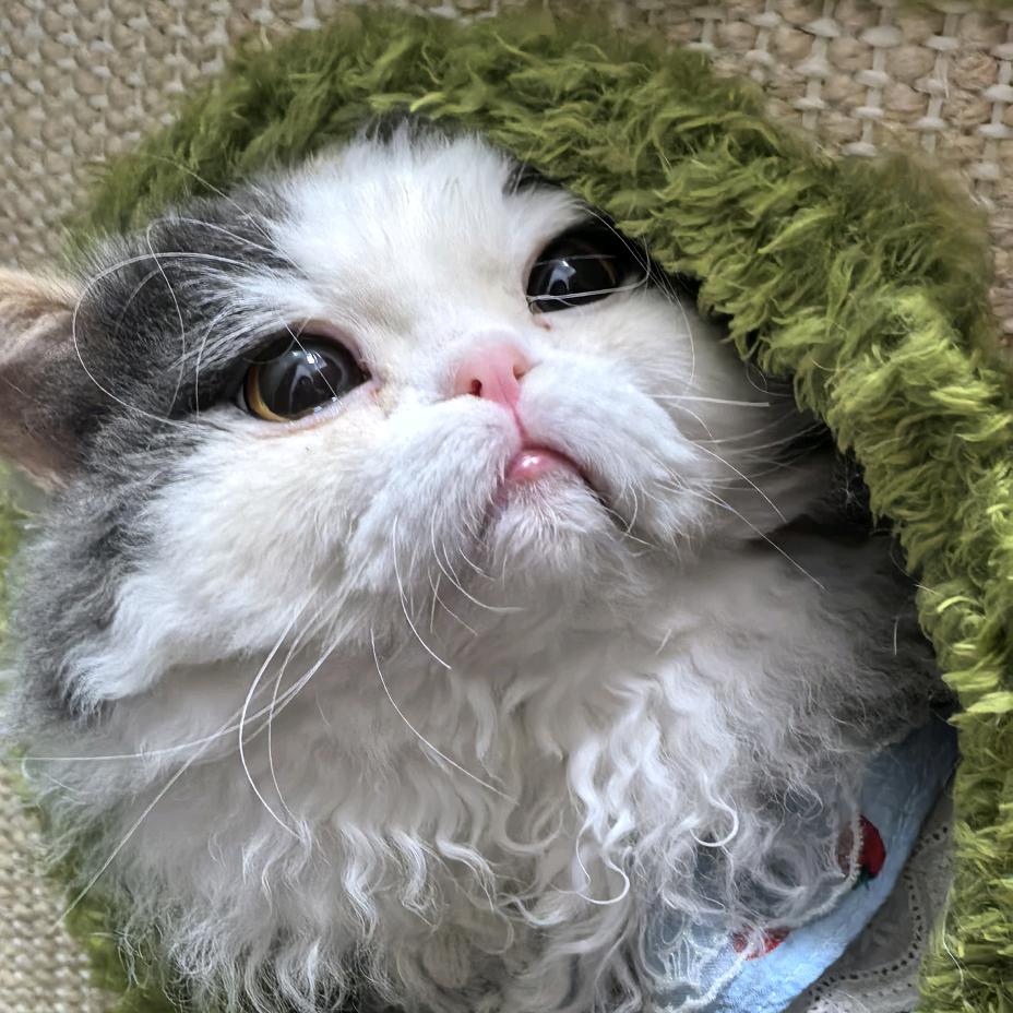 🐱大王叫我来巡山