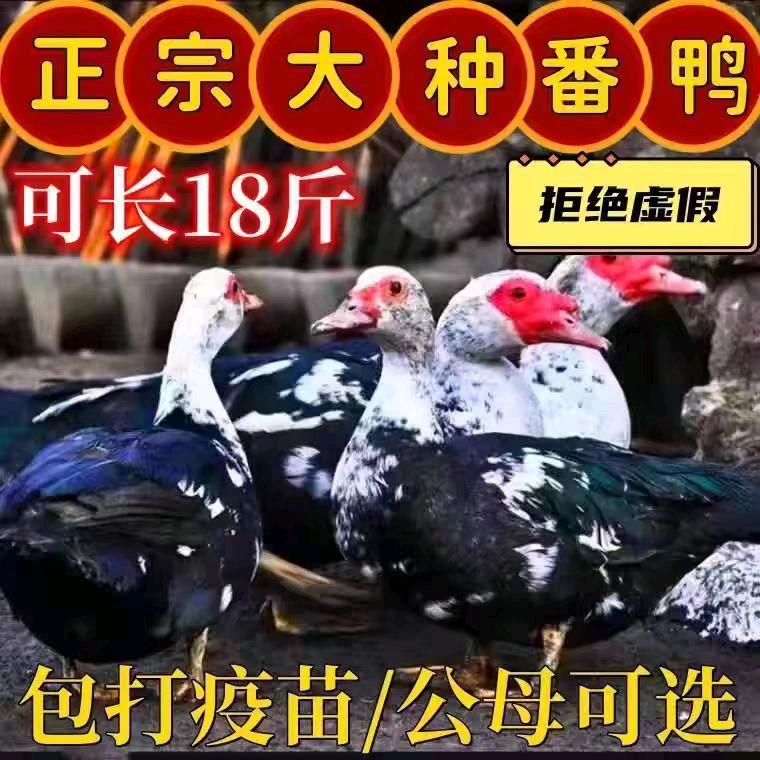 十一家创意商品精选店