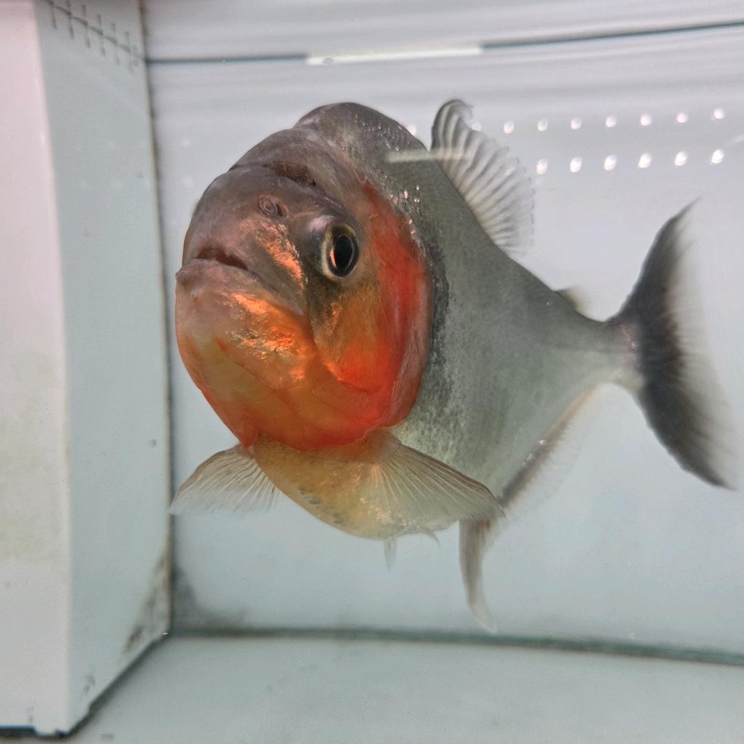 豪客水族 厨师长