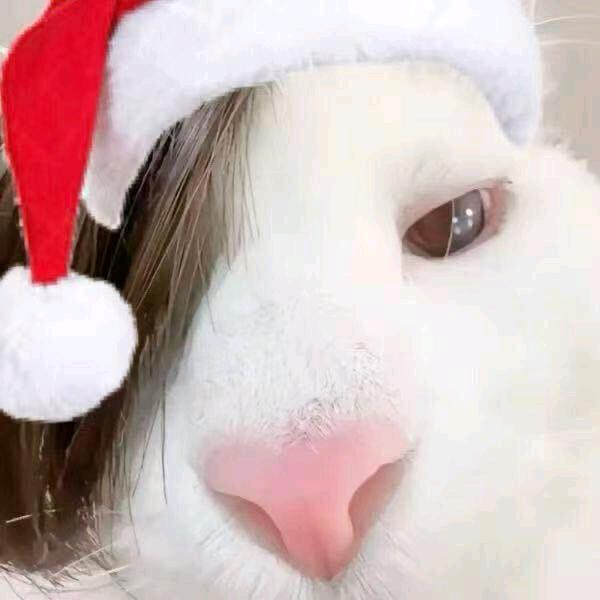 王者小园（国一戈娅）