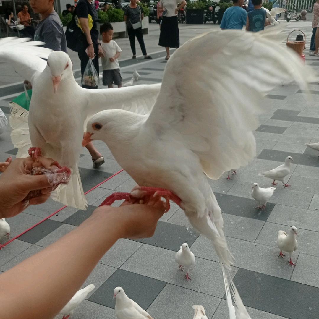 钟大妹